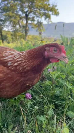 Farm life.
