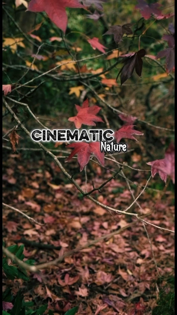 Cinematic 8 Clips 