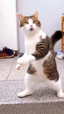 Viral Dsnce Cat