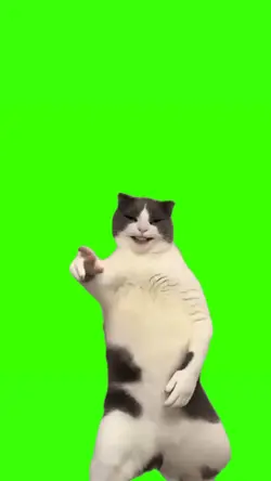 cat dancing meme