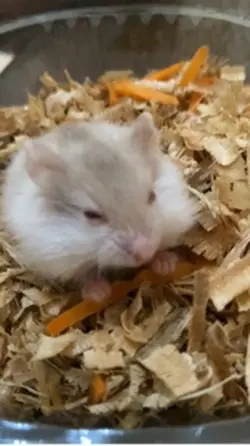 hamster