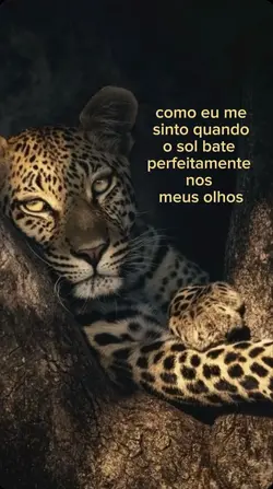 trend onça 