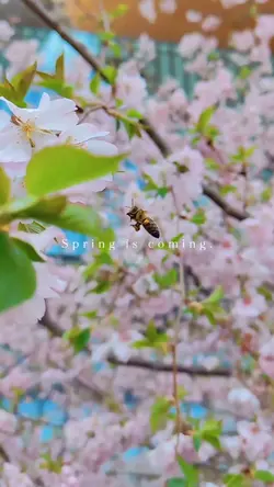 Spring is coming