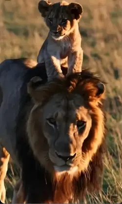 NOMAN IJAZ DILOUGE🍂