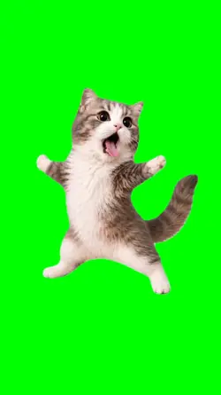 CAT AYEYEYEYE