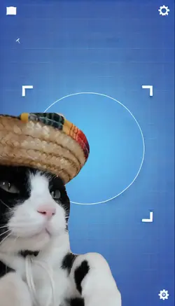 MEXICAN CAT