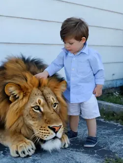 Lion pet