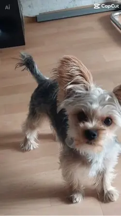 Hündchen