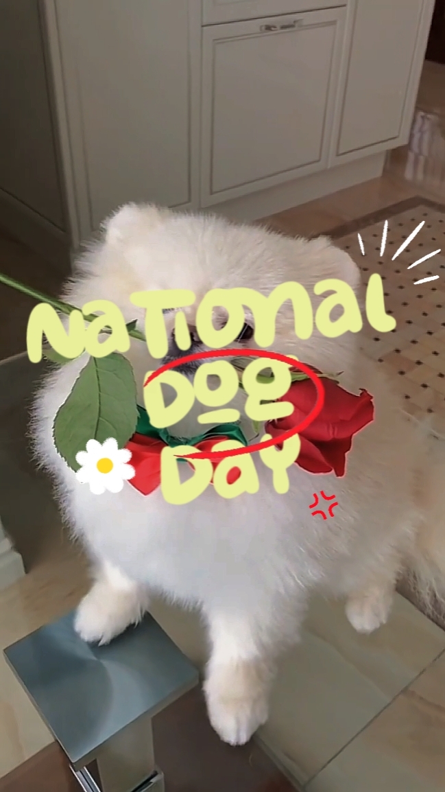 ulusal köpek günü