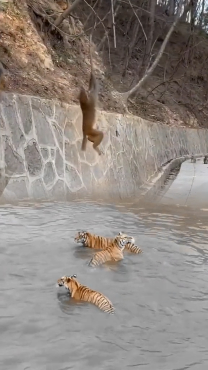 Monkey Vs Tiger