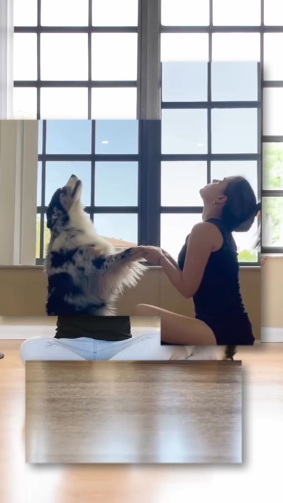 Perrito sentado