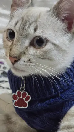 Meu gatinho