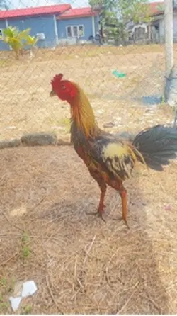 ไก่ชน