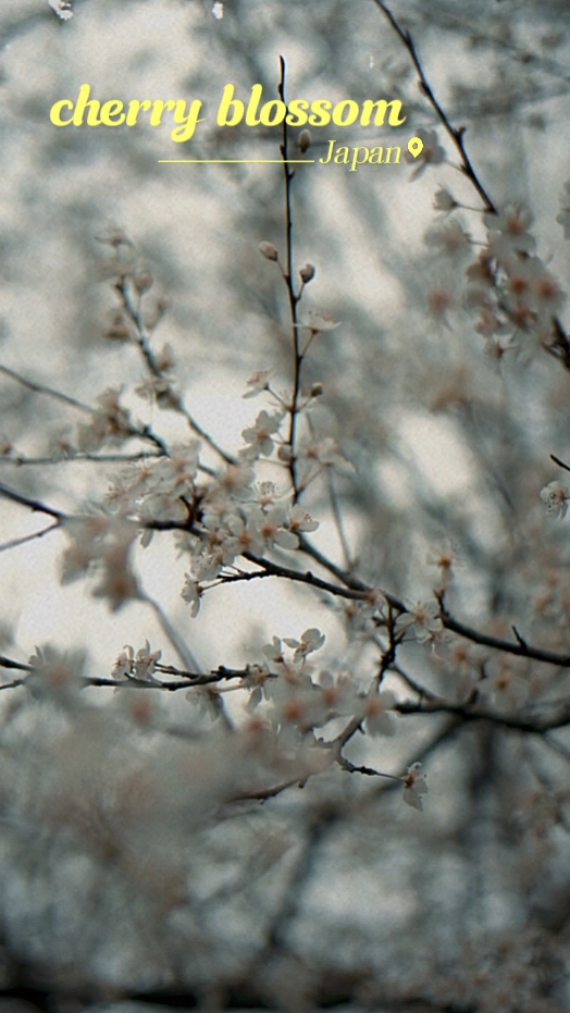 Kirschblüte Japan