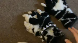My fursuit paws 