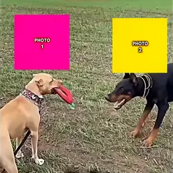 dog king