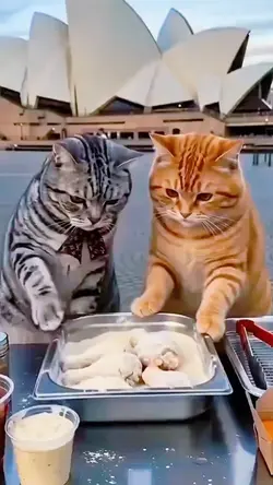 Kucing Lucu / Funny