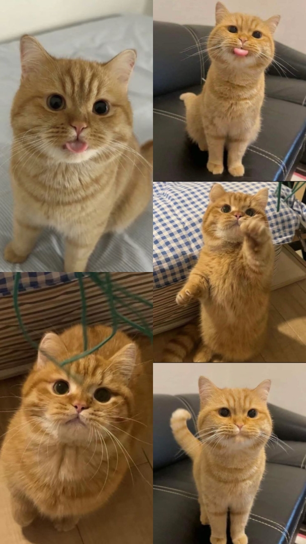 kediler dökümü