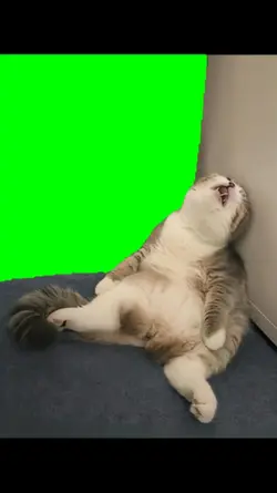 Cat Sleeping