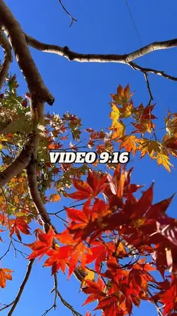 Vlog mùa thu