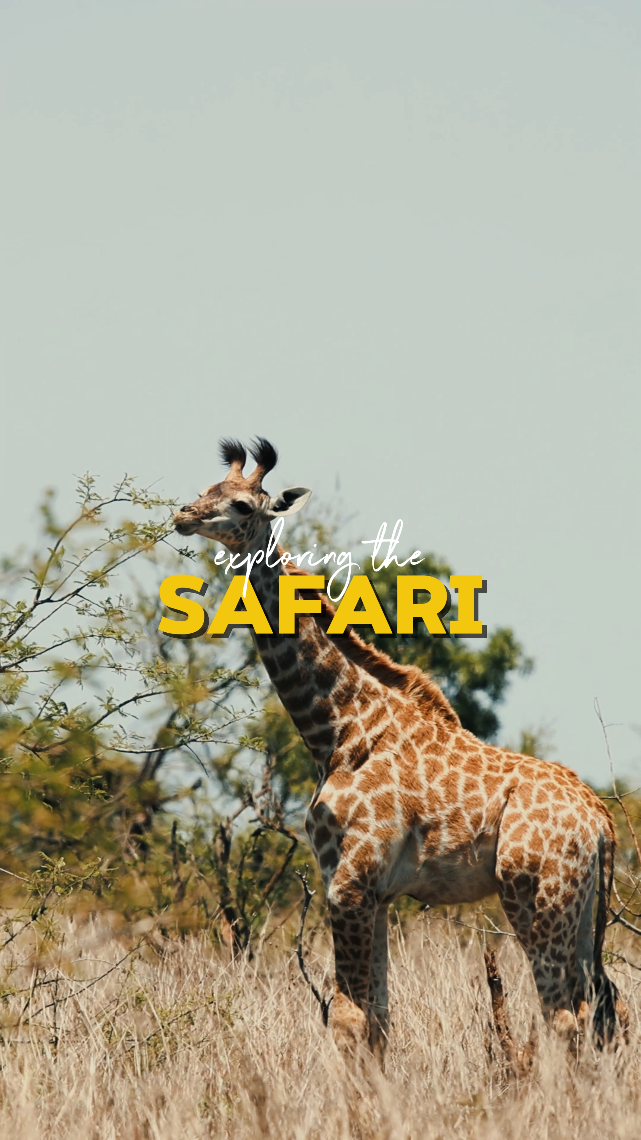 explorer le safari