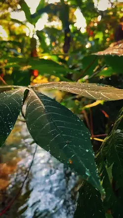 9vidio cinematic