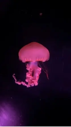 Gentle jellyfish. 