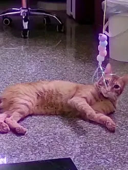 多多玩耍