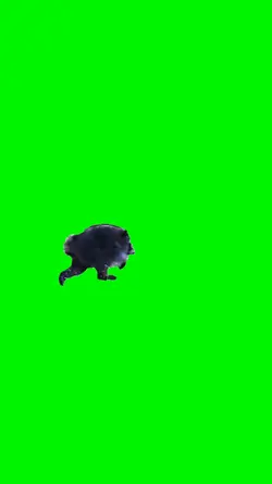 skoliosis raccoon