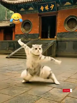 Kungfu võ thuật ai 