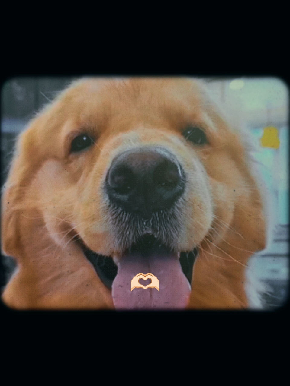 Mi perrito 
