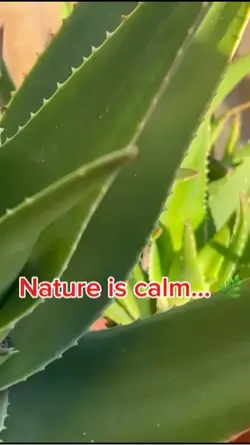 Nature Is Calm… Unti