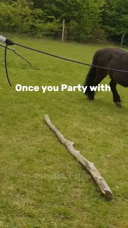 horse fail