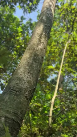 Lihat Kebunku