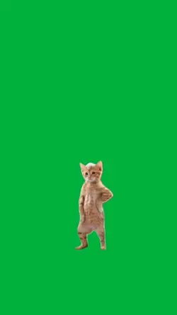 Cat dancing