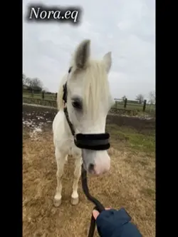 Sternenschweif🥹!!