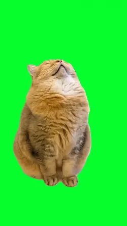 sleeping cat