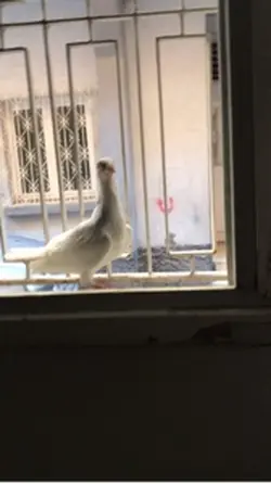 Pencereme konmuş 🥹