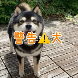 警告⚠️犬