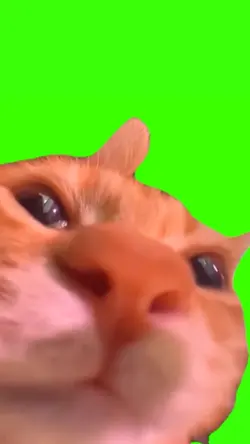 kucing lucu bicara