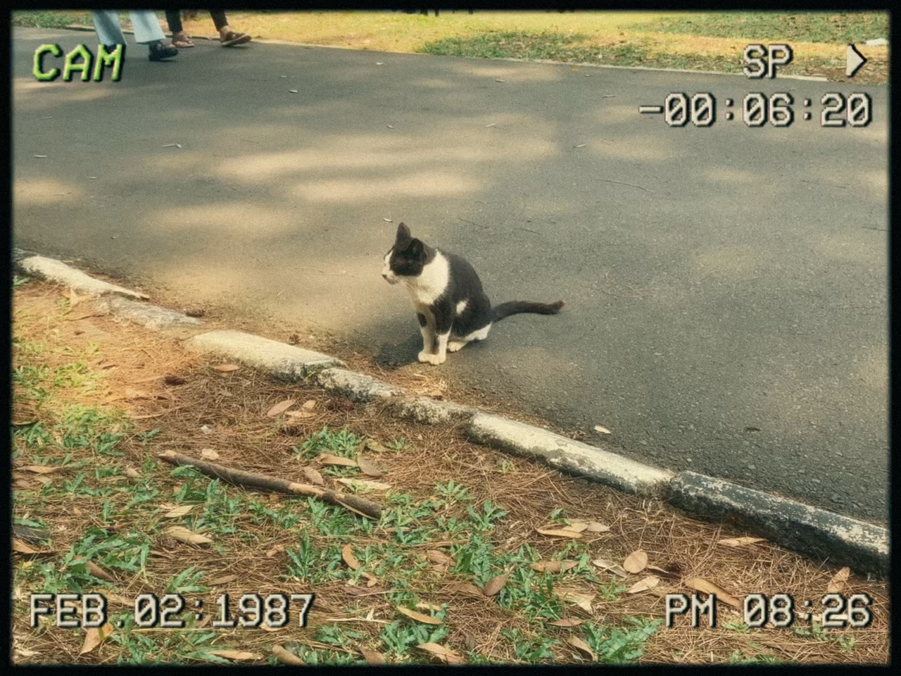 Película de Vlog