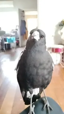magpie Wolfie