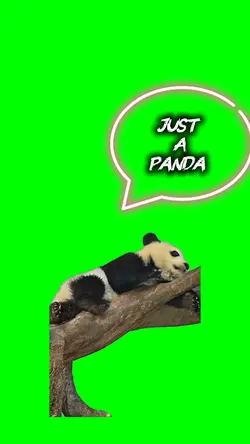 Just a panda 🐼 