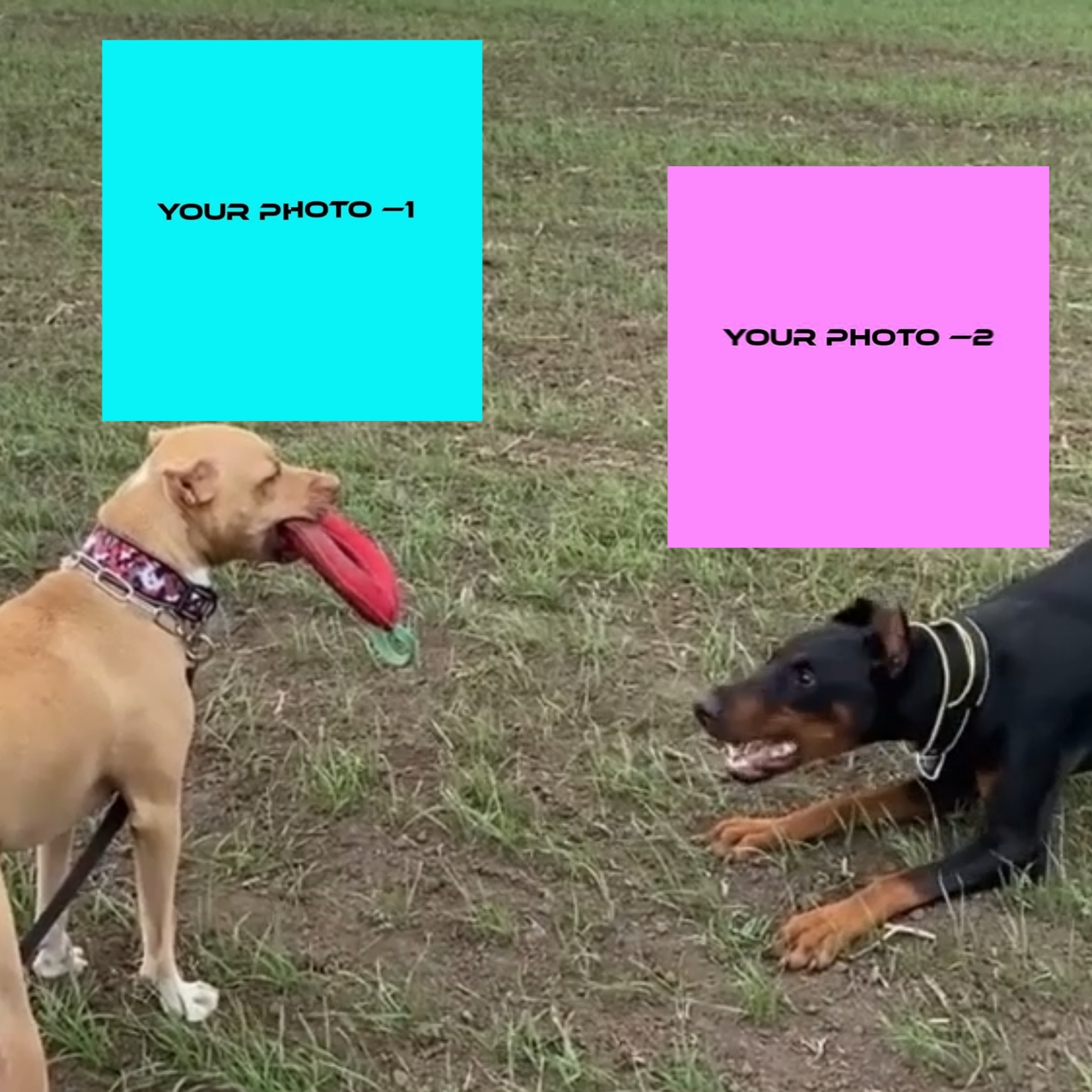 NUEVA PLANTILLA VIRAL 