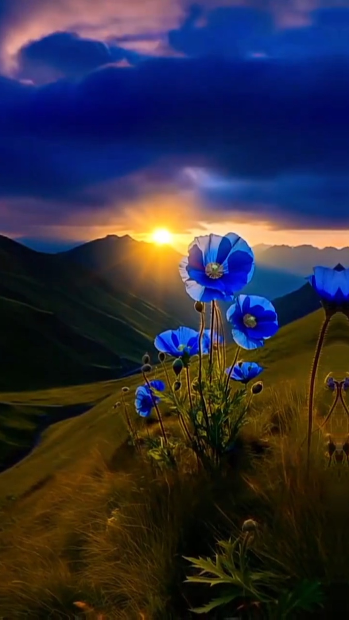 Plantilla De Flores 