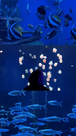 Aquarium vibes