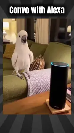 Convo with ALEXA