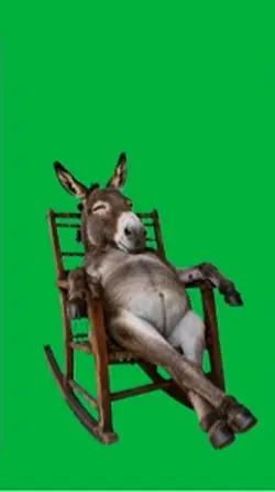 Donkey