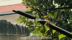 Rain cinematic