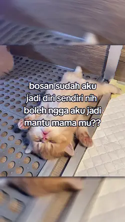 JADI MANTU MAMAMU